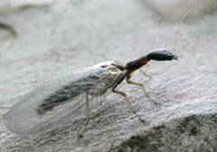 Raphidiidae