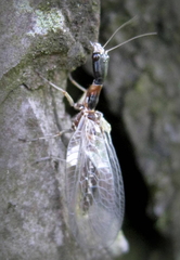 Raphidiidae