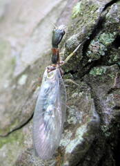 Raphidiidae