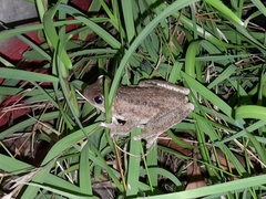 Litoria peronii
