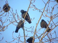 Corvus monedula