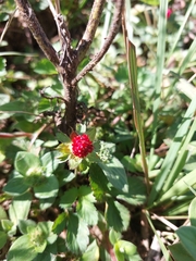 Potentilla hebiichigo