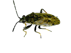 Peritrechus