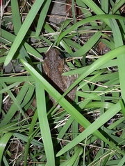 Litoria peronii
