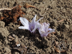 Mandragora autumnalis