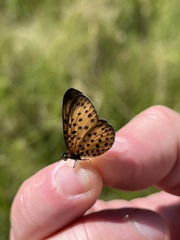 Pardopsis punctatissima