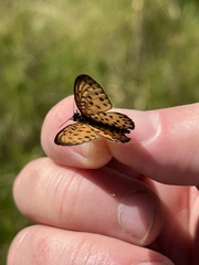 Pardopsis punctatissima