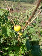 Zehneria japonica