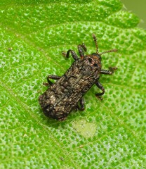 Octotoma scabripennis