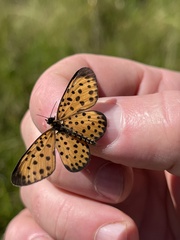 Pardopsis punctatissima