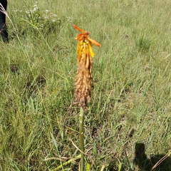 Kniphofia uvaria