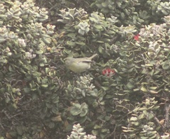 Chlorodrepanis virens