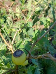Zehneria japonica