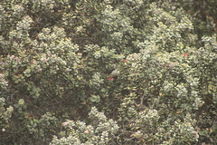 Chlorodrepanis virens