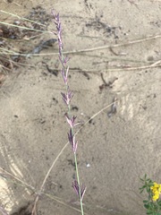 Eragrostis interrupta