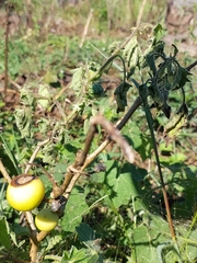 Zehneria japonica