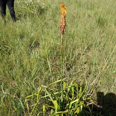 Kniphofia uvaria