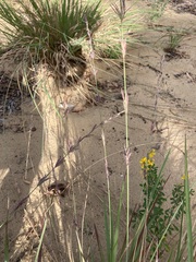 Eragrostis interrupta
