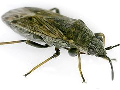 Peritrechus