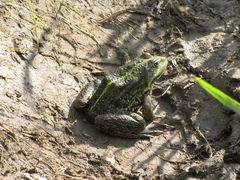 Pelophylax ridibundus