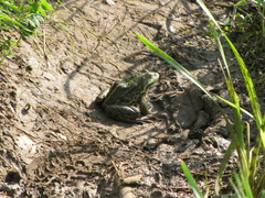 Pelophylax ridibundus