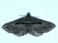 Eucymatoge scotodes
