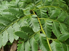 Davallia denticulata