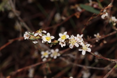 Polygonum equisetiforme