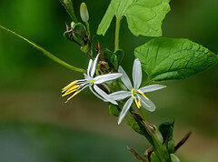 Chlorophytum comosum