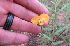 Commelina africana