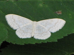 Scopula floslactata