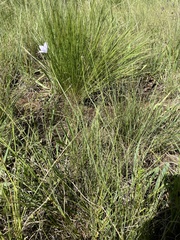 Wahlenbergia undulata