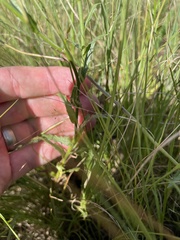 Wahlenbergia undulata