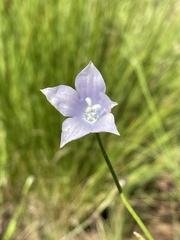 Wahlenbergia undulata