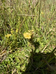 Alectra sessiliflora