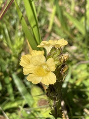 Alectra sessiliflora