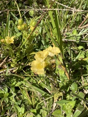 Alectra sessiliflora