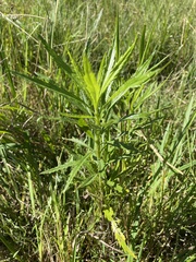 Senecio polyanthemoides
