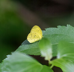 Eurema hecabe solifera