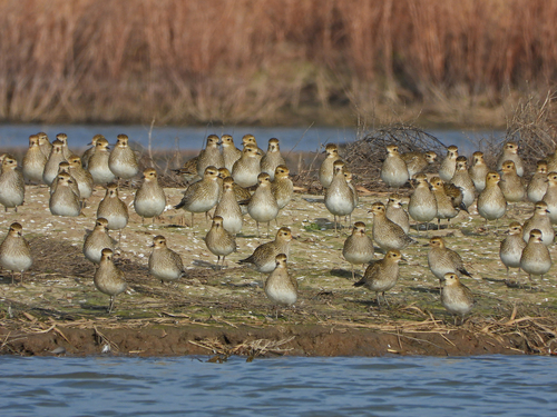 Chorlito dorado europeo (Pluvialis apricaria)