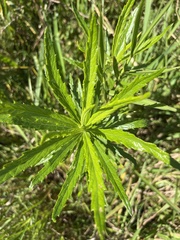 Senecio polyanthemoides