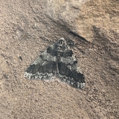 Phigalia strigataria