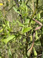 Selago densiflora