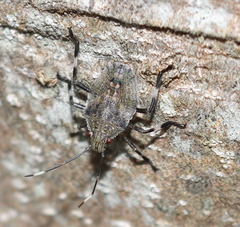 Bromocoris