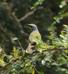 Telophorus sulfureopectus