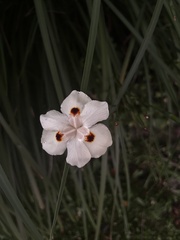 Dietes bicolor