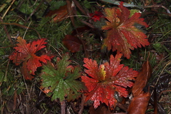 Geranium sylvaticum