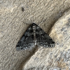 Phigalia strigataria