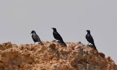 Onychognathus nabouroup