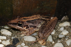 Litoria nasuta